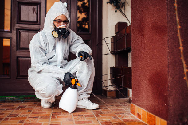 Reliable Wasp Removal contractor in Holland, TX by Show Me Pest Control